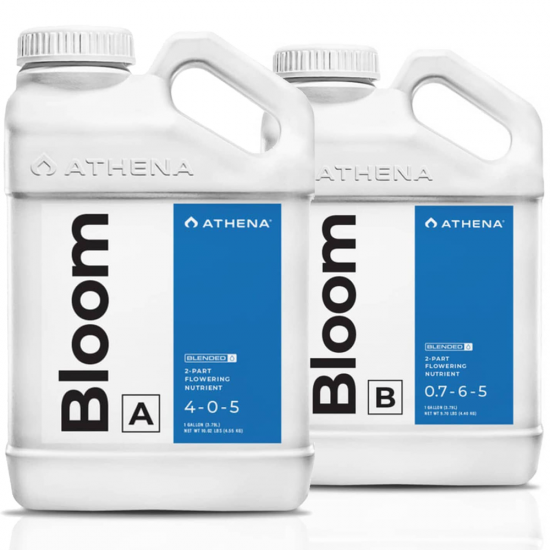 Bloom B - Athena