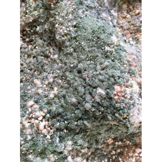 Great White POLVO - Micorriza (Plant Success)